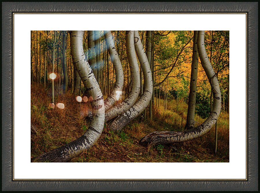 dancing aspens johnny boyd Picture Frame print