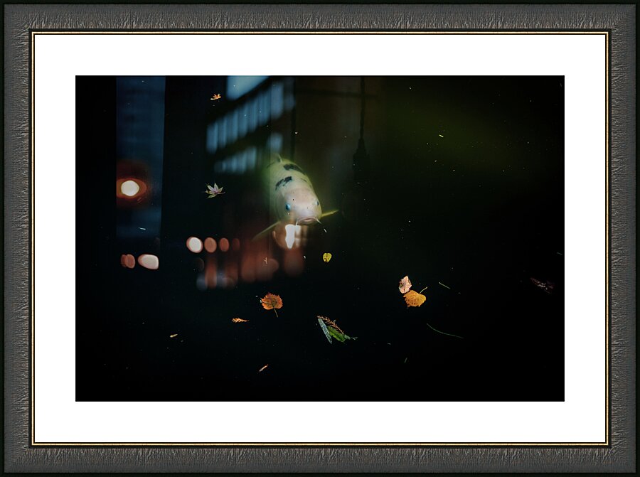 ghost koi johnny boyd Picture Frame print