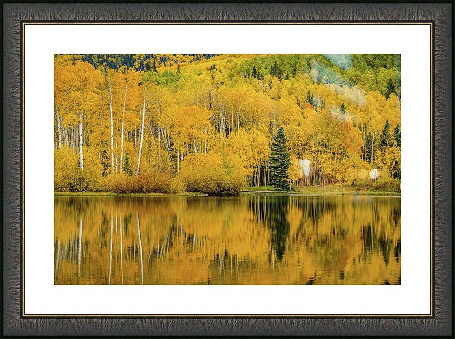 golden reflection johnny boyd Picture Frame print