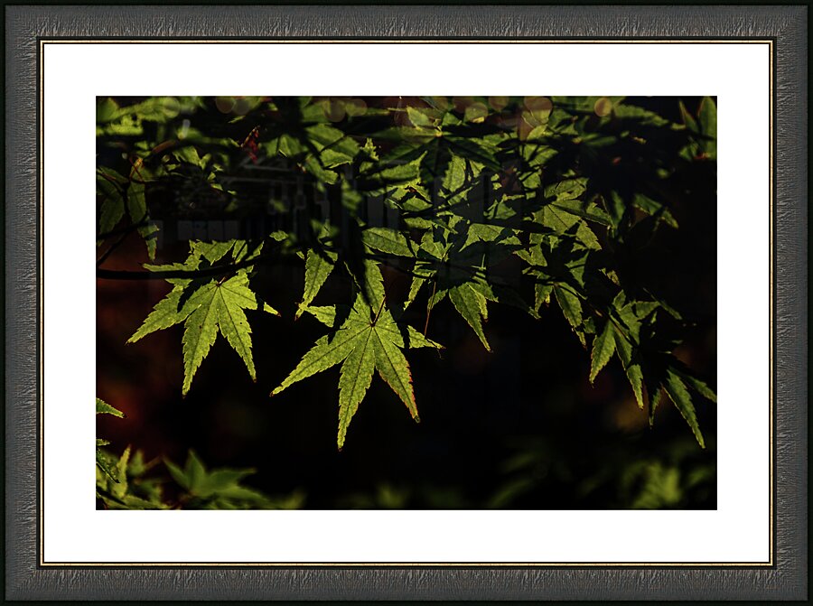 green maple johnny boyd Picture Frame print