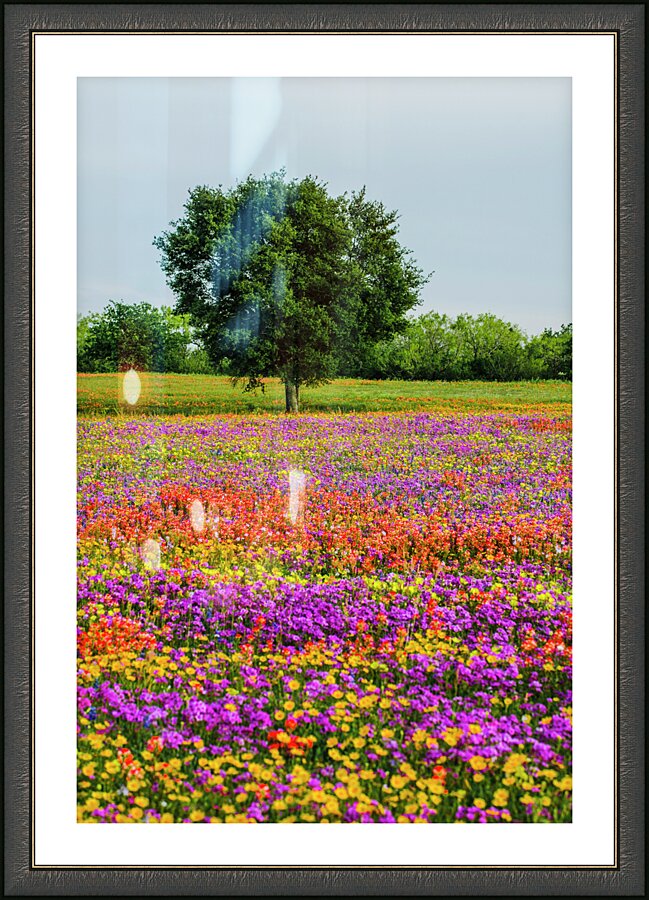monets oak johnny boyd Picture Frame print