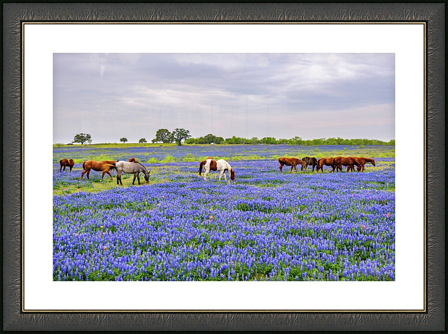 spring herd johnny boyd Picture Frame print