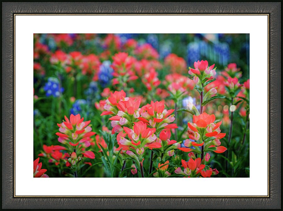 spring paintbrush johnny boyd Picture Frame print