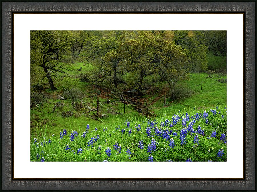 spring day blues johnny boyd Picture Frame print