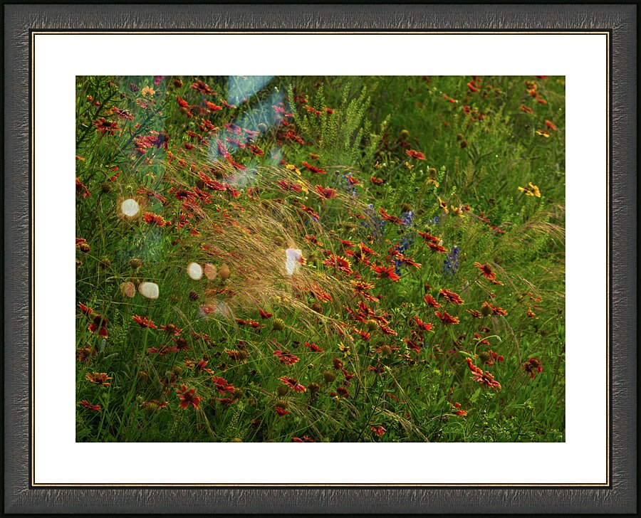 spear grass johnny boyd Picture Frame print