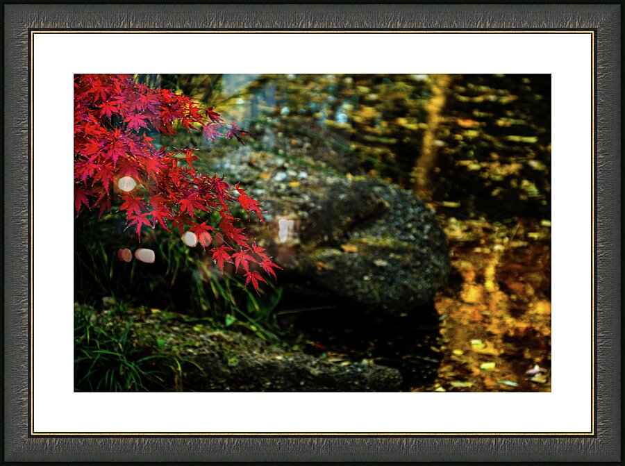 red maple limb johnny boyd Picture Frame print