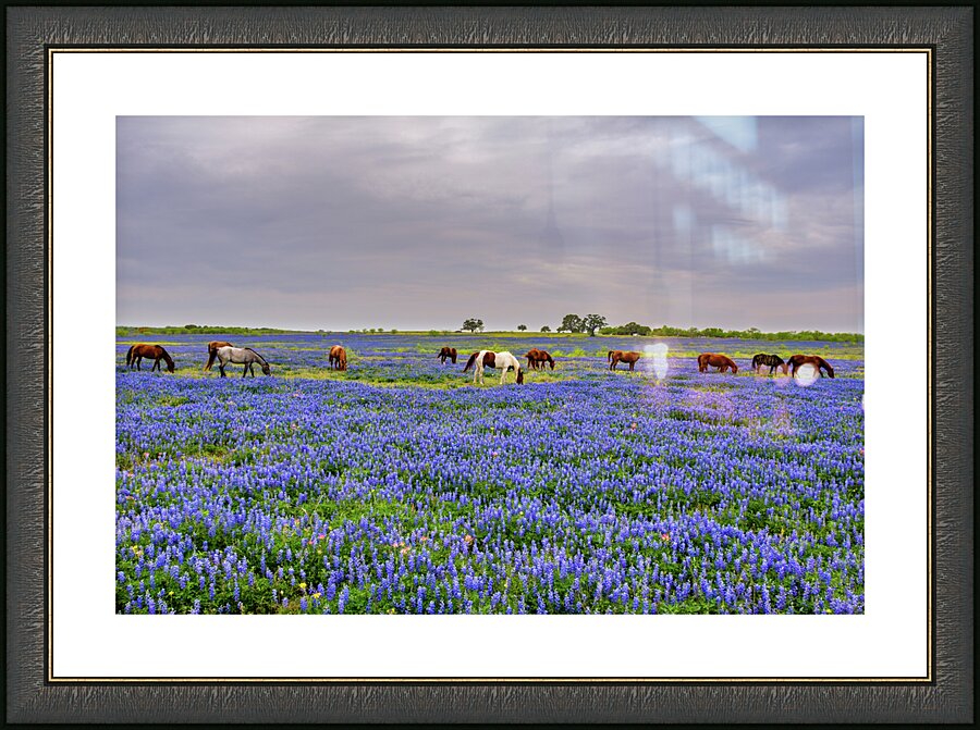 spring grazing johnny boyd Picture Frame print