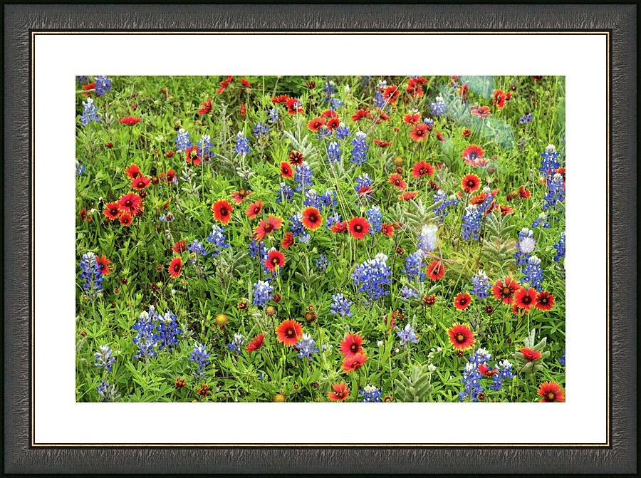 spring classic johnny boyd Picture Frame print