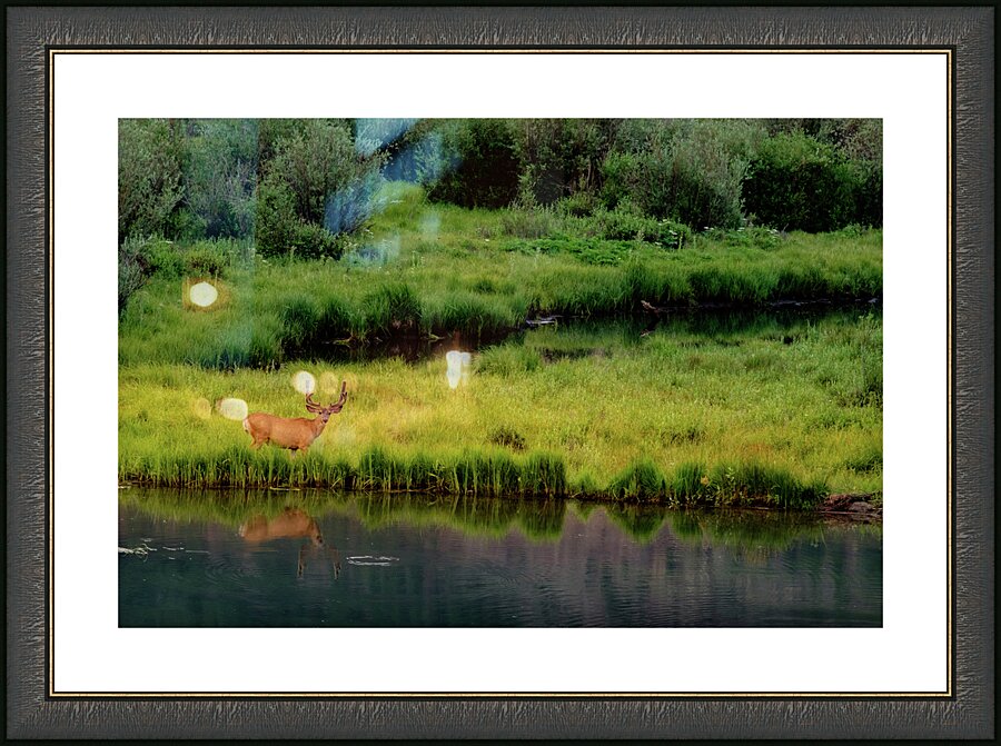 reflection buck johnny boyd Picture Frame print