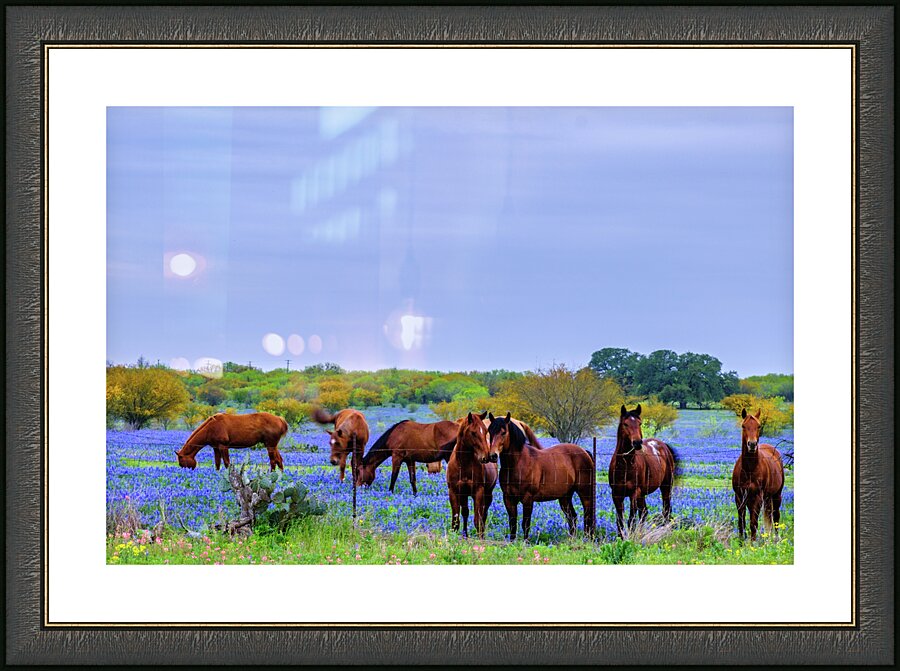 studs johnny boyd Picture Frame print