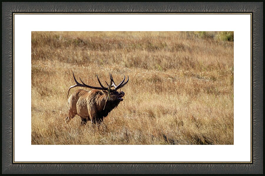 the bugler johnny boyd Picture Frame print