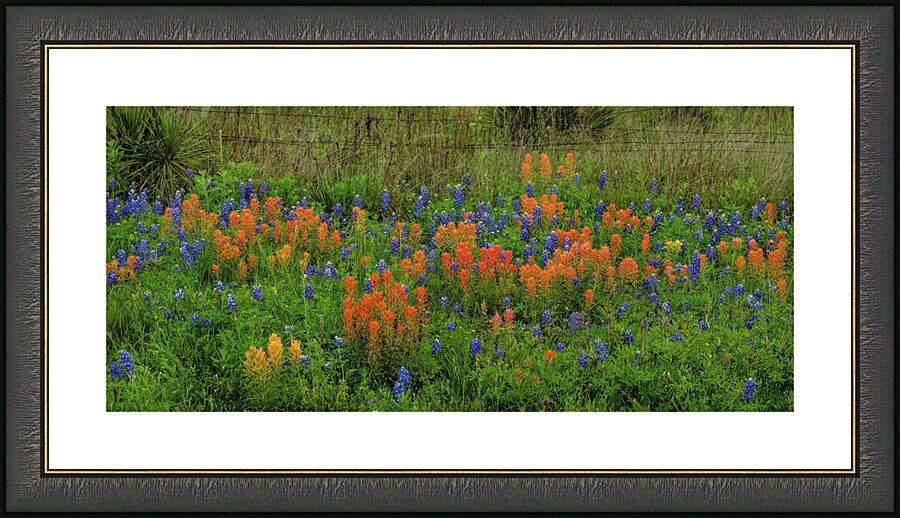 prairie spring johnny boyd Picture Frame print