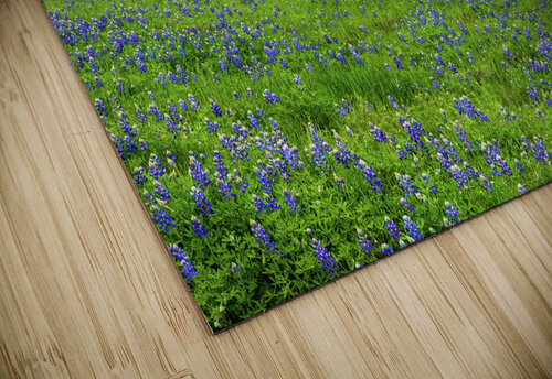 a spring graze johnny boyd Nature Imaging puzzle