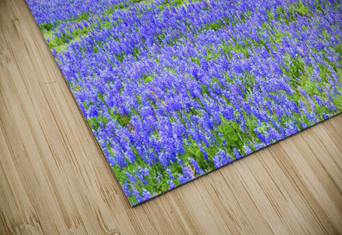 double vision johnny boyd Nature Imaging puzzle