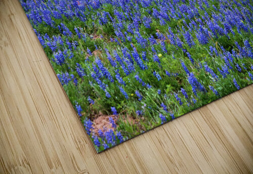 double vision 2 johnny boyd Nature Imaging puzzle
