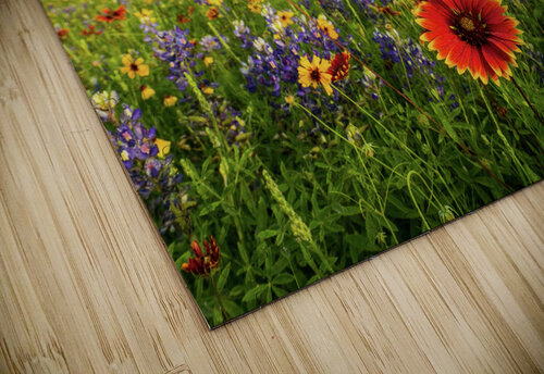 fire wheel johnny boyd Nature Imaging puzzle