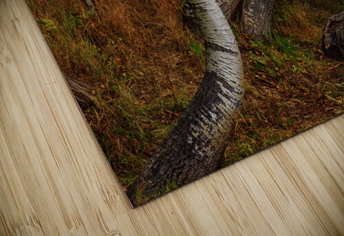 dancing aspens johnny boyd Nature Imaging puzzle
