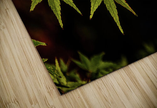 green maple johnny boyd Nature Imaging puzzle