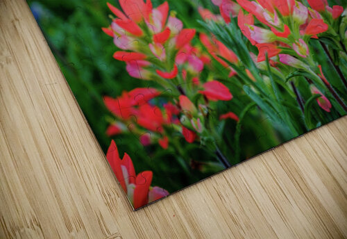 spring paintbrush johnny boyd Nature Imaging puzzle