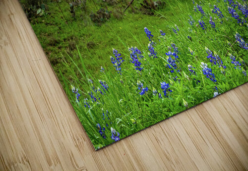 spring day blues johnny boyd Nature Imaging puzzle