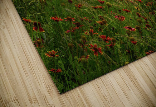 spear grass johnny boyd Nature Imaging puzzle