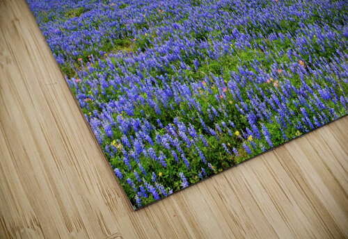 spring grazing johnny boyd Nature Imaging puzzle