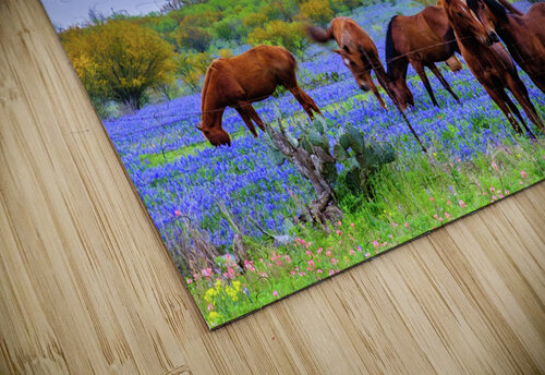 studs johnny boyd Nature Imaging puzzle