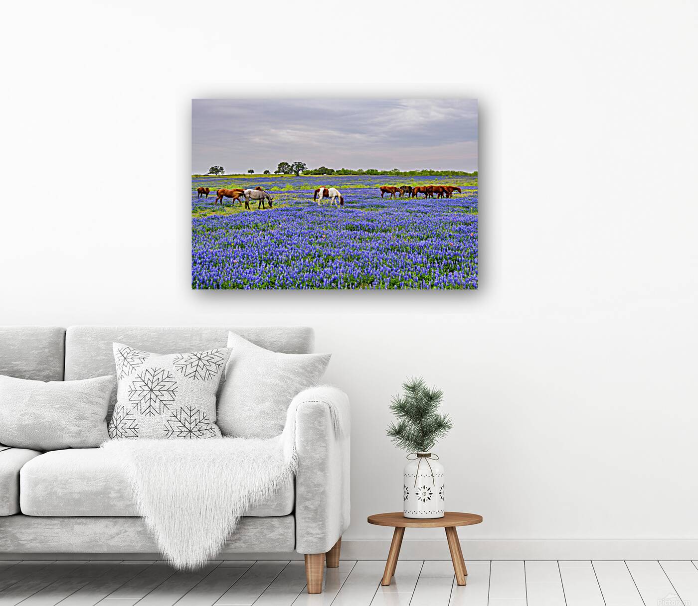spring herd johnny boyd Reproduction