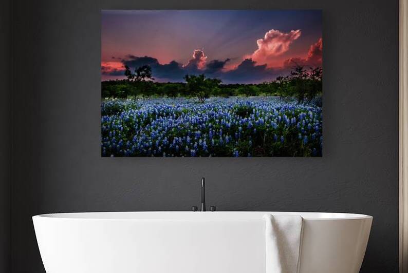 bluebonnets aglow johnny boyd by Nature Imaging