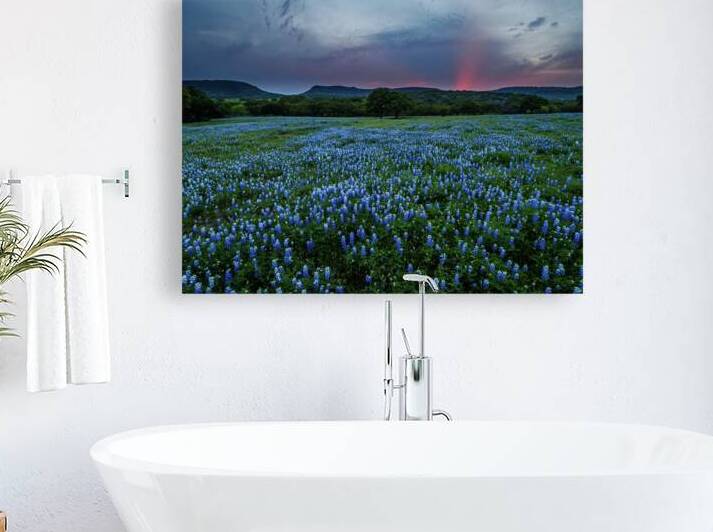 bluebonnets at saddle mountain johnny boyd by Nature Imaging