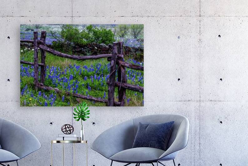 bluebonnets framed johnny boyd by Nature Imaging