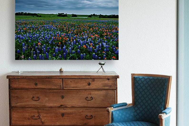 bluebonnets and brushes johnny boyd by Nature Imaging