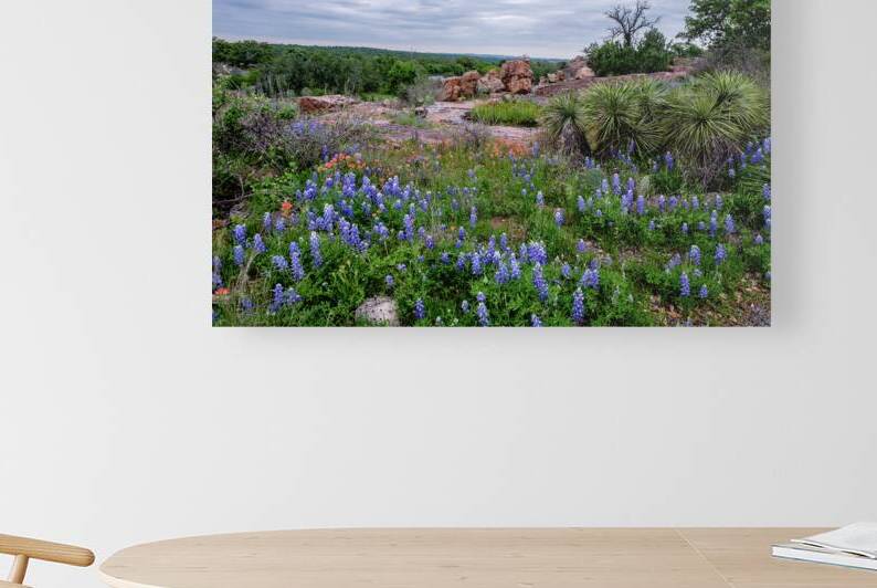 bluebonnets and yucca johnny boyd by Nature Imaging