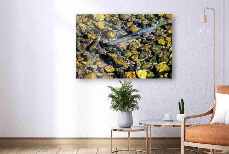 fall brook trout johnny boyd Reproduction