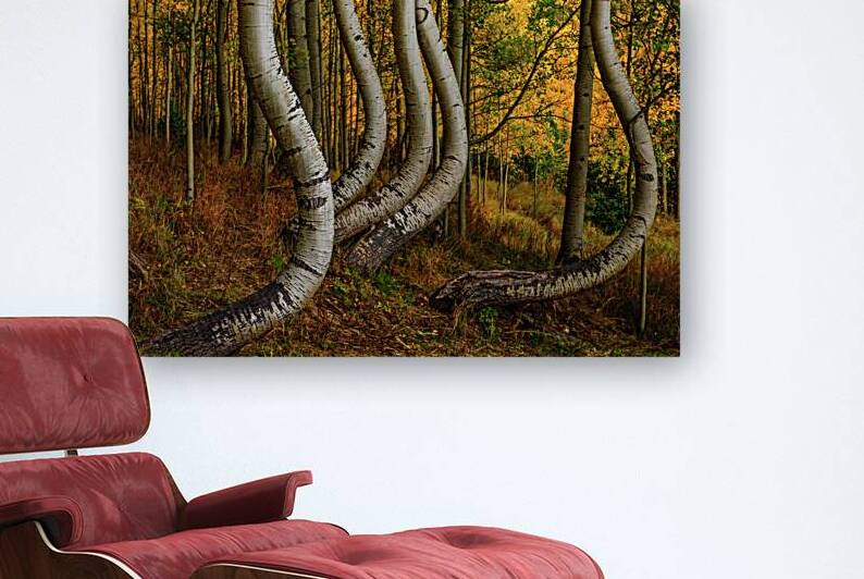 dancing aspens johnny boyd Reproduction
