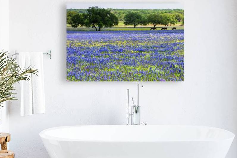 horses in bluebonnets ii johnny boyd by Nature Imaging