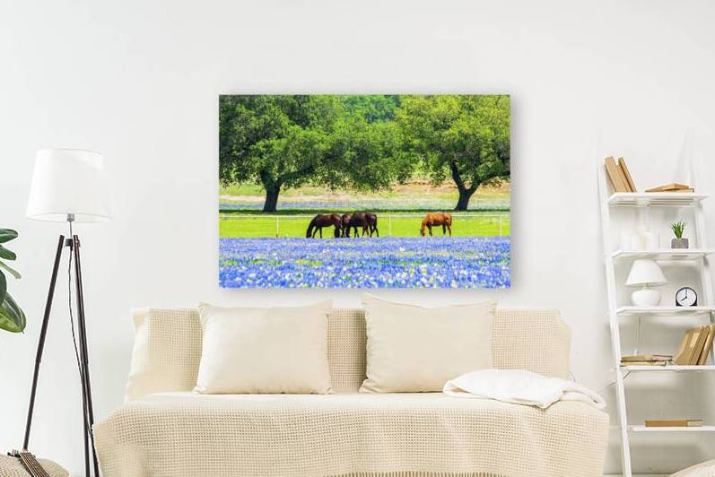 horses in bluebonnets iv johnny boyd by Nature Imaging