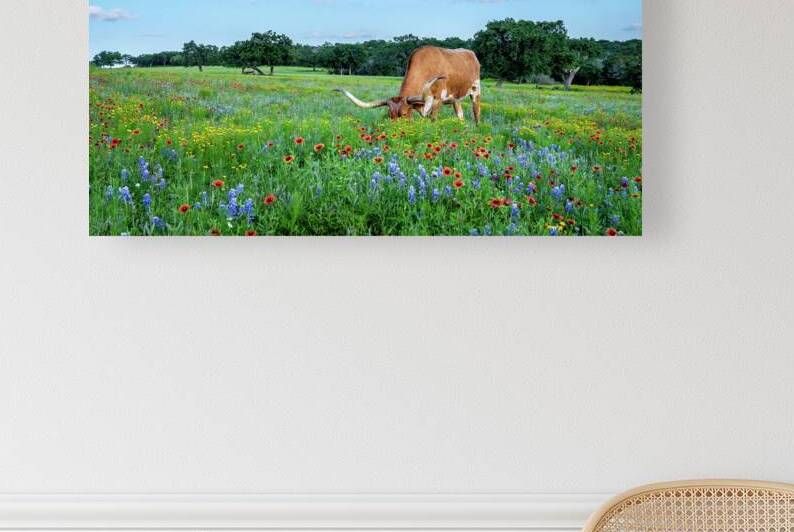 longhorns in bluebonnets ii johnny boyd by Nature Imaging