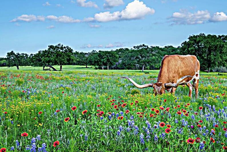longhorn in bluebonnets johnny boyd by Nature Imaging