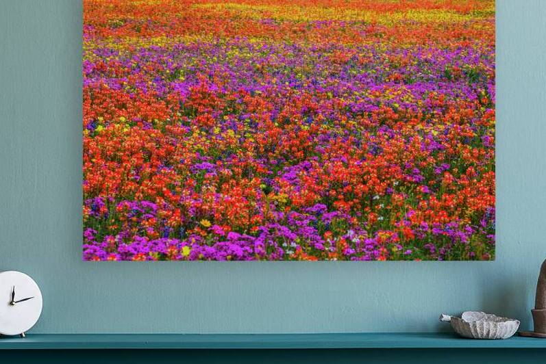 monets field upclose johnny boyd by Nature Imaging