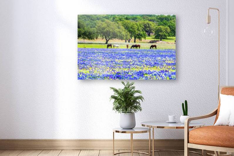horses in bluebonnets johnny boyd by Nature Imaging