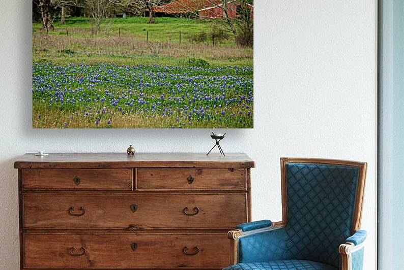 red barn and bluebonnets johnny boyd by Nature Imaging