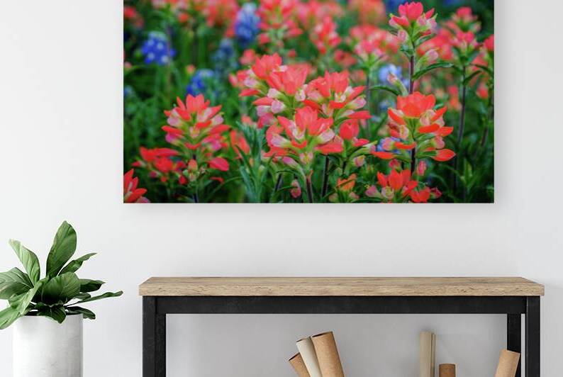 spring paintbrush johnny boyd Reproduction