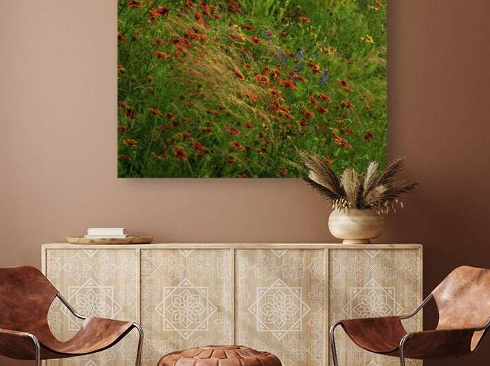 spear grass johnny boyd Reproduction