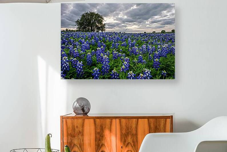 storm clouds over bluebonnets johnny boyd by Nature Imaging