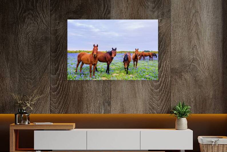 the gang of mares johnny boyd by Nature Imaging