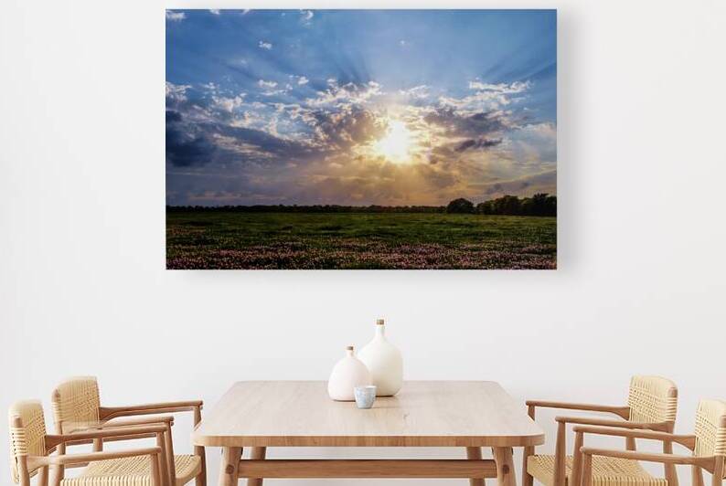 primrose evening johnny boyd by Nature Imaging