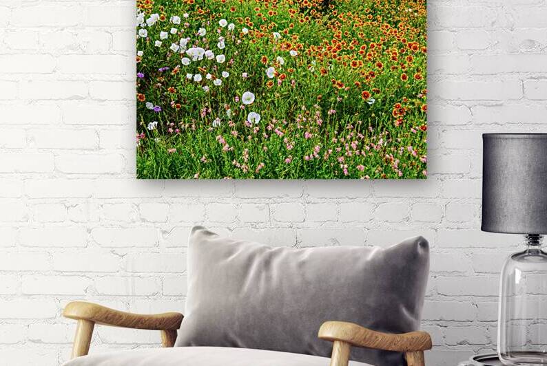 primrose and fire wheels johnny boyd by Nature Imaging