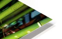 bamboo johnny boyd HD Metal print
