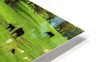 a spring graze johnny boyd HD Metal print